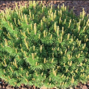 PINUS mugo 'Slowmound'