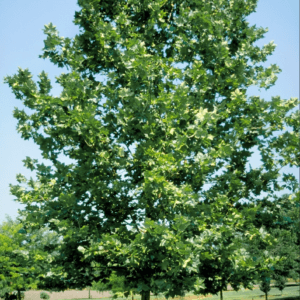 PLANTANUS x. acerifolia 'Bloodgood'