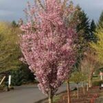 PRUNUS s. 'First Blush'