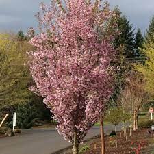 PRUNUS s. 'First Blush'