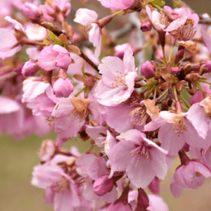 PRUNUS sargentii 'Pink Flair®'