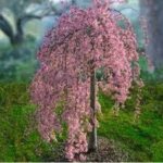 PRUNUS x. 'Pink Snow Showers’