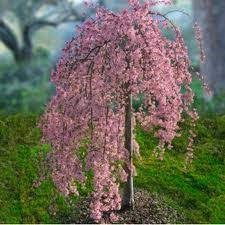 PRUNUS x. 'Pink Snow Showers’