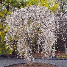 PRUNUS x. 'Snow Fountains'