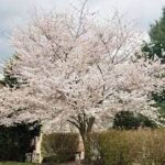 PRUNUS x. 'Yeodensis'