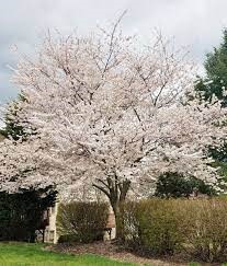 PRUNUS x. 'Yeodensis'