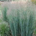 Panicum Heavy Metal
