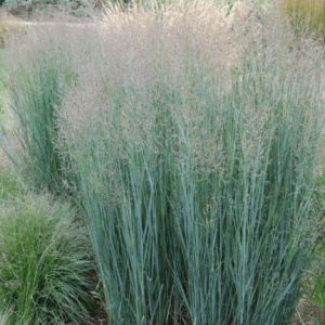 Panicum Heavy Metal