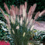 Pennisetum Hameln