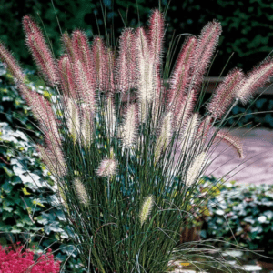 Pennisetum Hameln