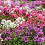 Phlox stolonifera