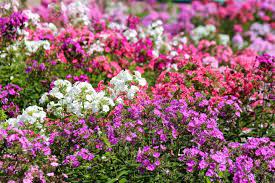 Phlox stolonifera