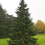 Picea omorika