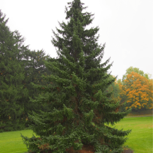 Picea omorika