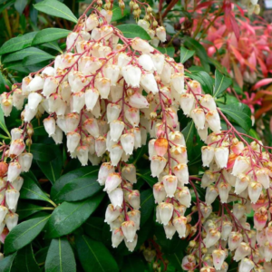 Pieris Mountain Fire