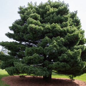 Pinus strobus
