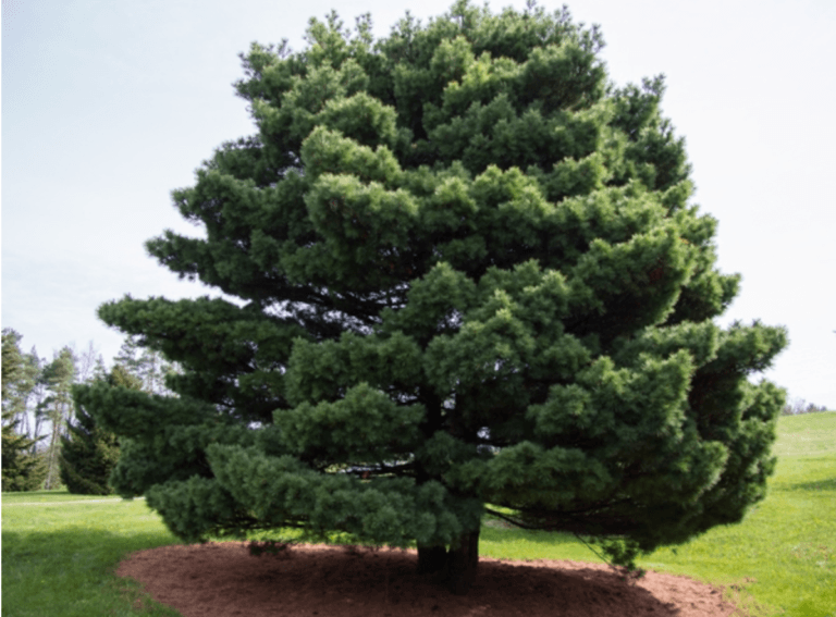 PINUS strobus ‘Eastern White Pine’ (Size 6-7′)