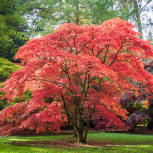 Plant Japanese Maple Trees