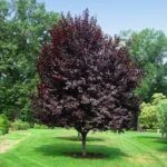 Prunus cerasifera 'Thundercloud'