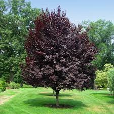 Prunus cerasifera 'Thundercloud'