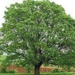 Quercus alba