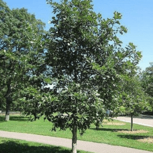 Quercus bicolor