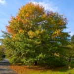 Quercus palustris