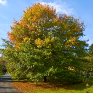 Quercus palustris