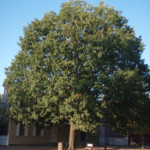 Quercus rubra