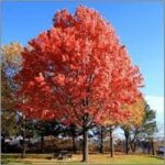 Quercus rubra