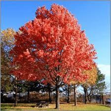 Quercus rubra