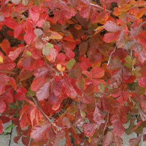 RHUS aromatica 'Grow Low'