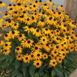 RUDBECKIA fulgida 'Goldsturm'