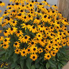 RUDBECKIA fulgida 'Goldsturm'