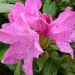 Rhod.-Ponticum-Roseum-Elegans