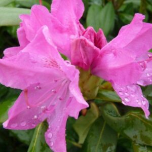 Rhod.-Ponticum-Roseum-Elegans