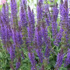 SALVIA 'May Night'