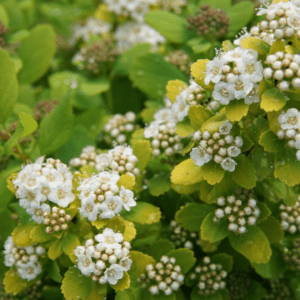 SPIRAEA-betulidfolia-Glow-Girl