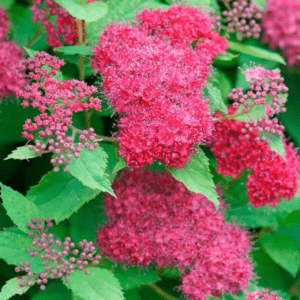 C:\Users\SALES\OneDrive\Desktop\Native Nursery\SPIRAEA japonica 'Double Play Doozie'