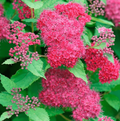 Spirée Double Play Doozie - Spiraea japonica 'Double Play Doozie' main image 1