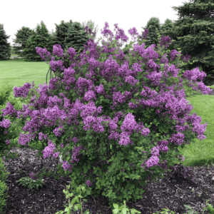 SYRINGA x. 'Bloomerang'