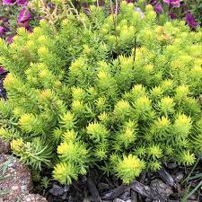 Sedum rupestre 'Angelina'