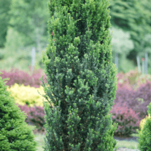 Stonehenge-Yew-Taxus-x-media