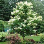 Syringa reticulata 'Ivory Silk'