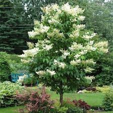 Syringa reticulata 'Ivory Silk'