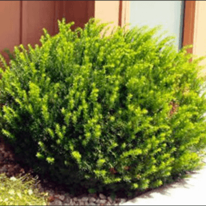 TAXUS x. 'Dark Spreading'