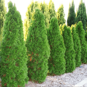 THUJA occidentalis 'Smargd'