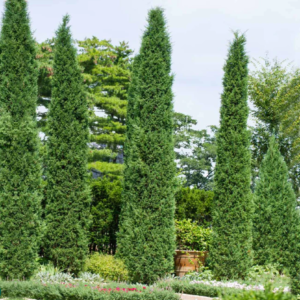 Taylor Juniper Trees