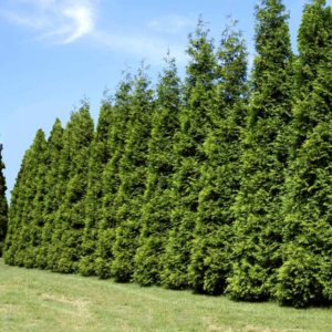 Thuja Green Giants
