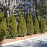 Thuja occidentalis